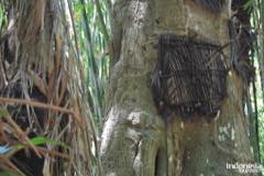 gallery/kambira_village/baby-grave-kambira-toraja-05.jpg